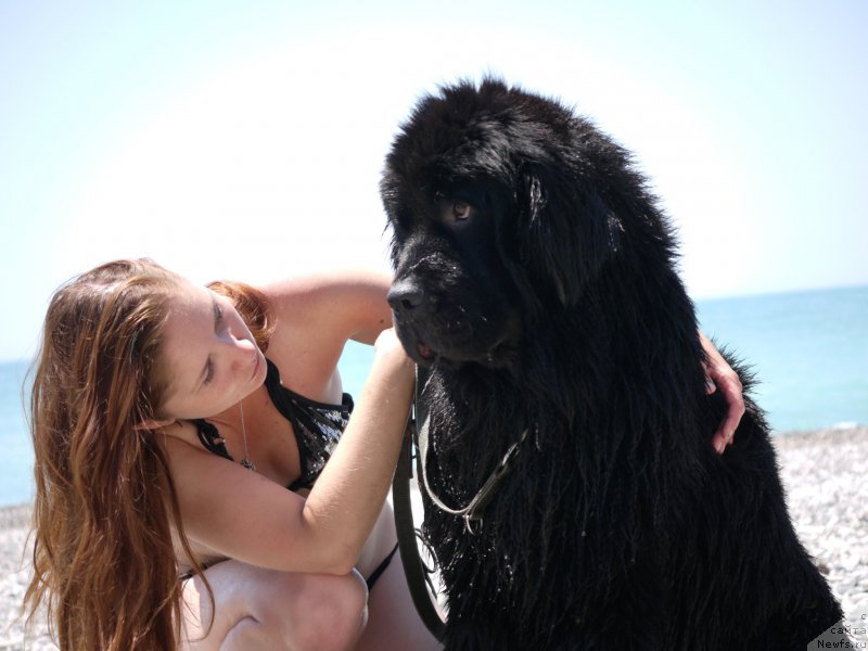 Фото: ньюфаундленд Chernyj Chank s Berega Dona (Черный Чанк с Берега Дона), Irina Skladnova (Ирина Складнова)