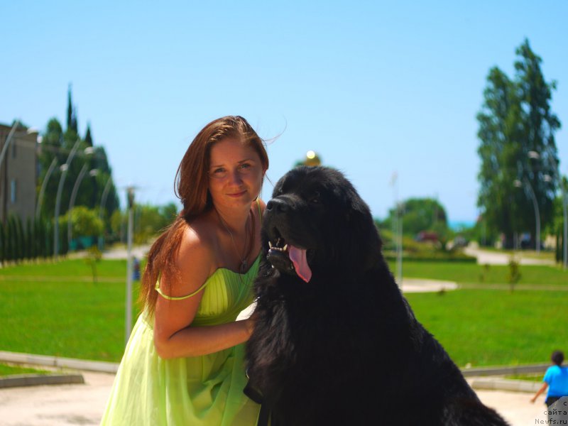 Фото: ньюфаундленд Chernyj Chank s Berega Dona (Черный Чанк с Берега Дона)