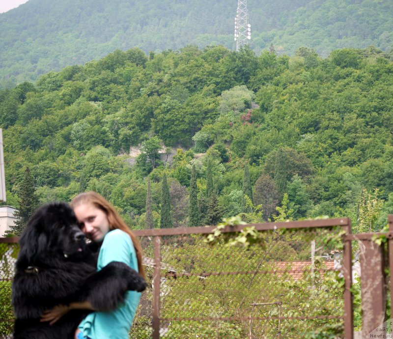 Фото: ньюфаундленд Chernyj Chank s Berega Dona (Черный Чанк с Берега Дона)