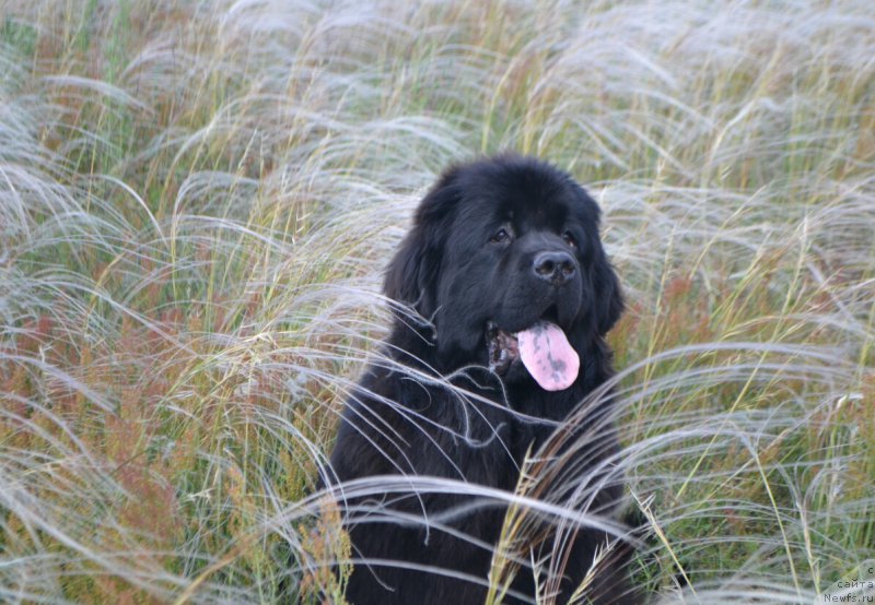 Фото: ньюфаундленд Mnogolikaya Boginya Manifik (Многоликая Богиня Манифик)