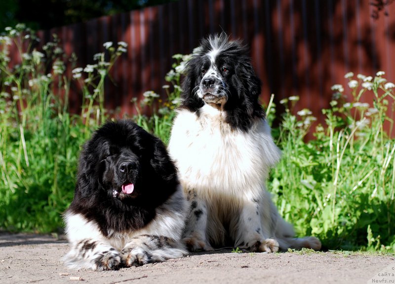 Фото: ньюфаундленд Fluffy Avalanche Satisfaction of My Ambitions (Флюфи Аваланч Сатисфастион оф Май Амбитионс), ньюфаундленд Fluffy Avalancn Small Star Will Outshine All (Флюфи Аваланч Смалл Стар Вилл Оутшине Алл)