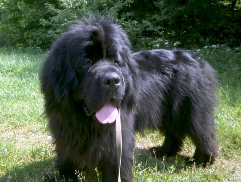Фото: ньюфаундленд Fann'yuf Geser Gud Vill (Фанньюф Гесер Гуд Вилл)