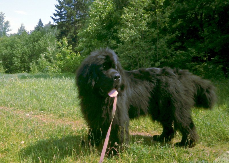 Фото: ньюфаундленд Fann'yuf Geser Gud Vill (Фанньюф Гесер Гуд Вилл)