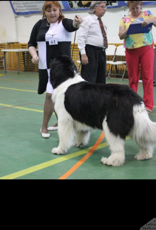 Фото: ньюфаундленд Akvian Song Karamel' (Аквиан Сонг Карамель)