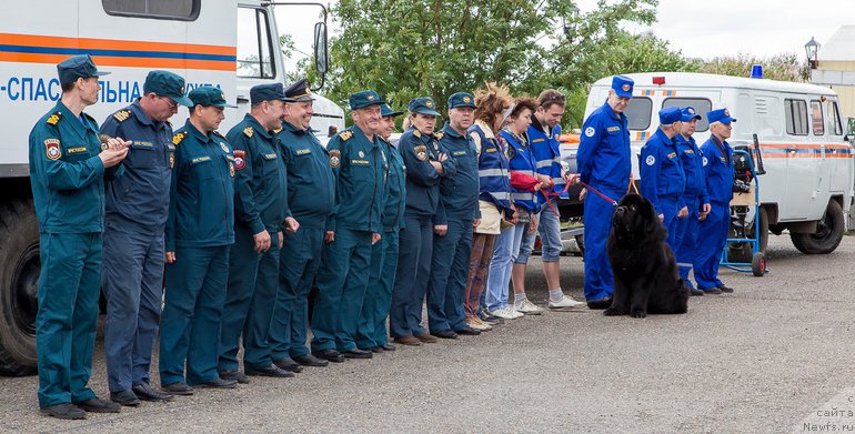 Фото: ньюфаундленд Radomir iz Plemeni Kedra (Радомир из Племени Кедра)