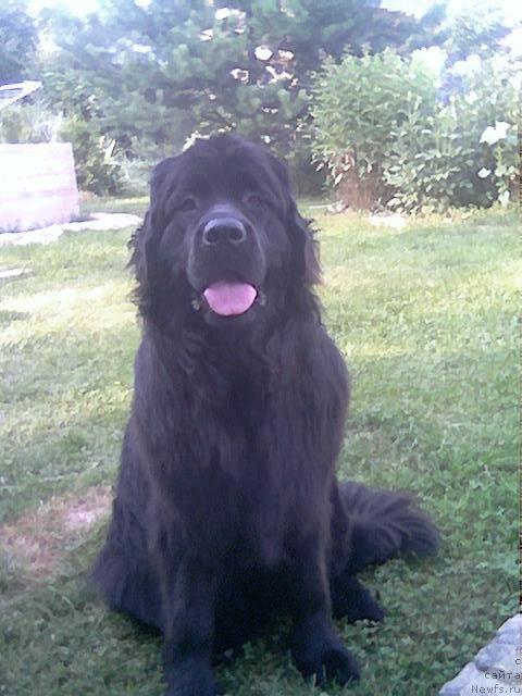 Фото: ньюфаундленд Pchyolkin Dom Akvilegiya (Пчёлкин Дом Аквилегия)