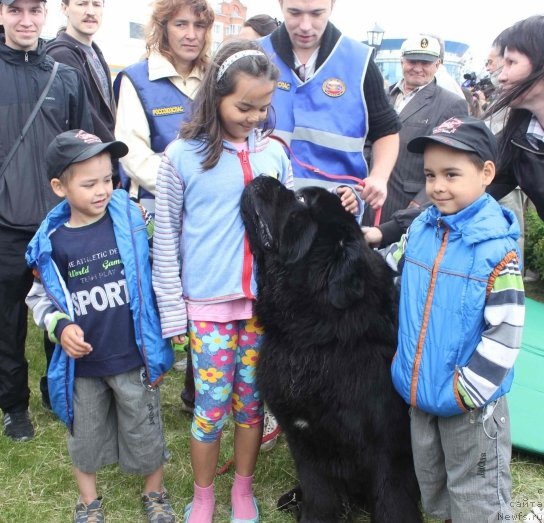 Фото: ньюфаундленд Radomir iz Plemeni Kedra (Радомир из Племени Кедра)