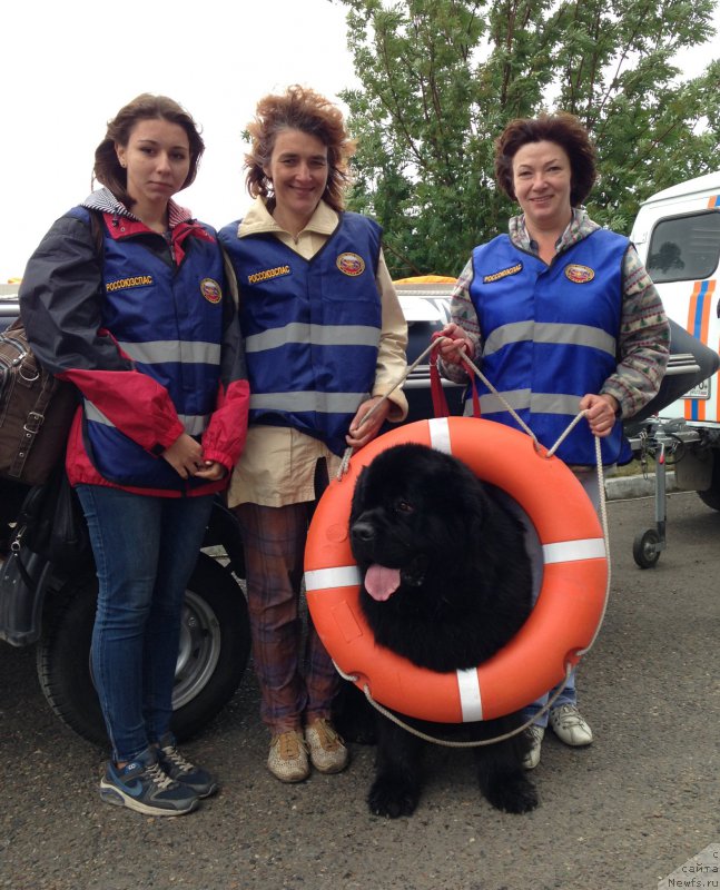 Фото: ньюфаундленд Radomir iz Plemeni Kedra (Радомир из Племени Кедра)