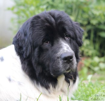 Фото: ньюфаундленд Sent Djons Isida (Сент Джонс Исида)