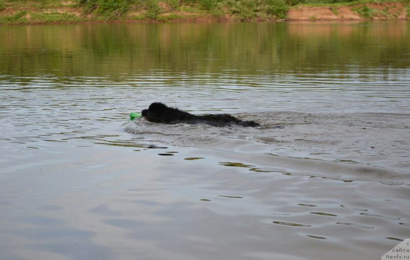 Фото: ньюфаундленд Mnogolikaya Boginya Manifik (Многоликая Богиня Манифик)