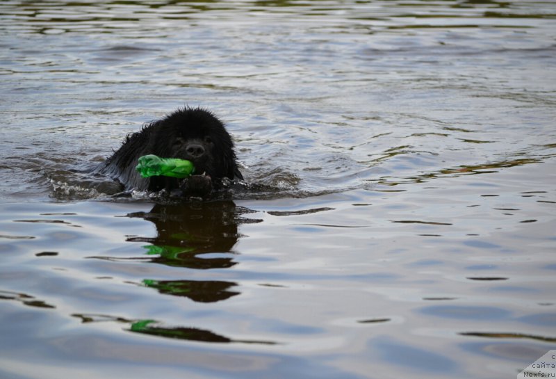 Фото: ньюфаундленд Mnogolikaya Boginya Manifik (Многоликая Богиня Манифик)