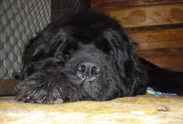 Фото: ньюфаундленд Berta (Берта)