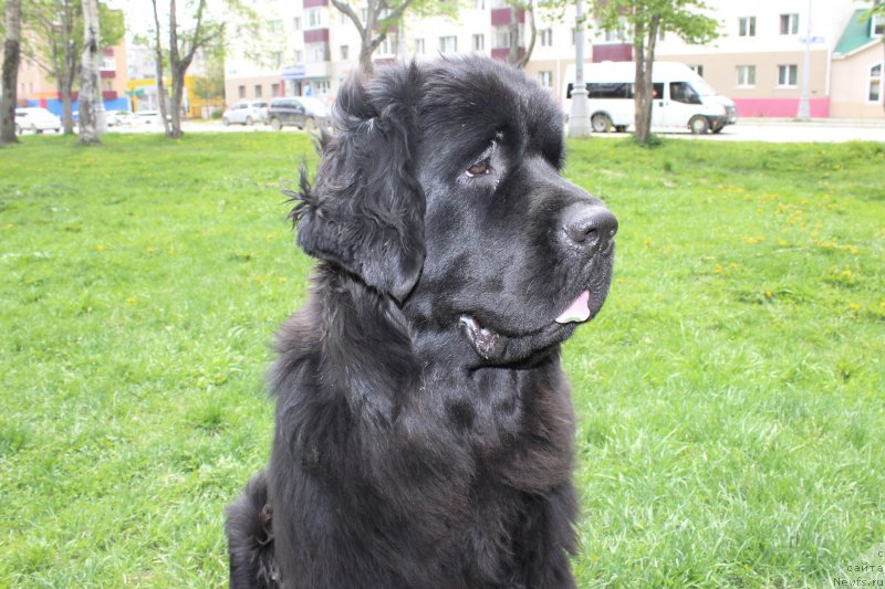 Фото: ньюфаундленд Chernaya Mafia She is a Lady (Черная Мафия Ше ис а Ладу)