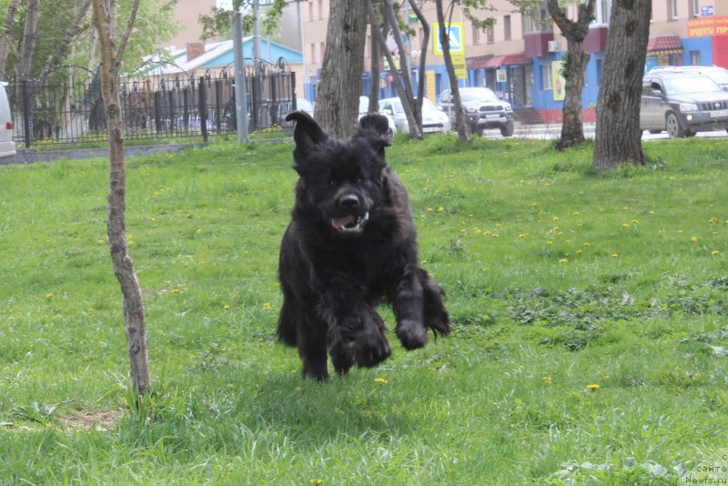 Фото: ньюфаундленд Chernaya Mafia She is a Lady (Черная Мафия Ше ис а Ладу)