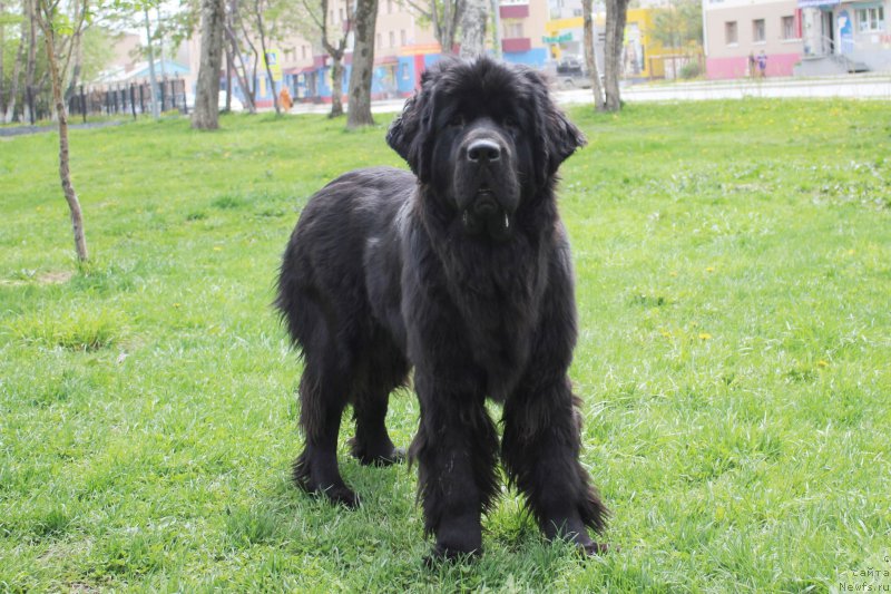 Фото: ньюфаундленд Chernaya Mafia She is a Lady (Черная Мафия Ше ис а Ладу)