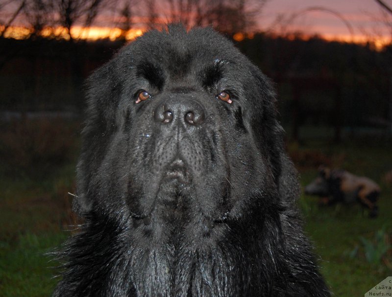 Фото: ньюфаундленд Chernaya Mafia Shot in the Dark (Черная Мафия Шот ин тхе Дарк)