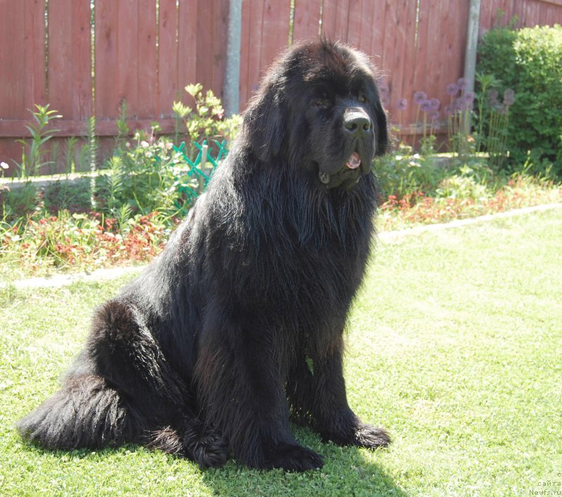 Фото: ньюфаундленд Chernaya Mafia Shot in the Dark (Черная Мафия Шот ин тхе Дарк)