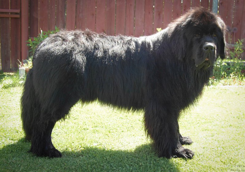 Фото: ньюфаундленд Chernaya Mafia Shot in the Dark (Черная Мафия Шот ин тхе Дарк)