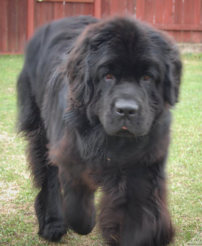 Фото: ньюфаундленд Chernaya Mafia Shot in the Dark (Черная Мафия Шот ин тхе Дарк)