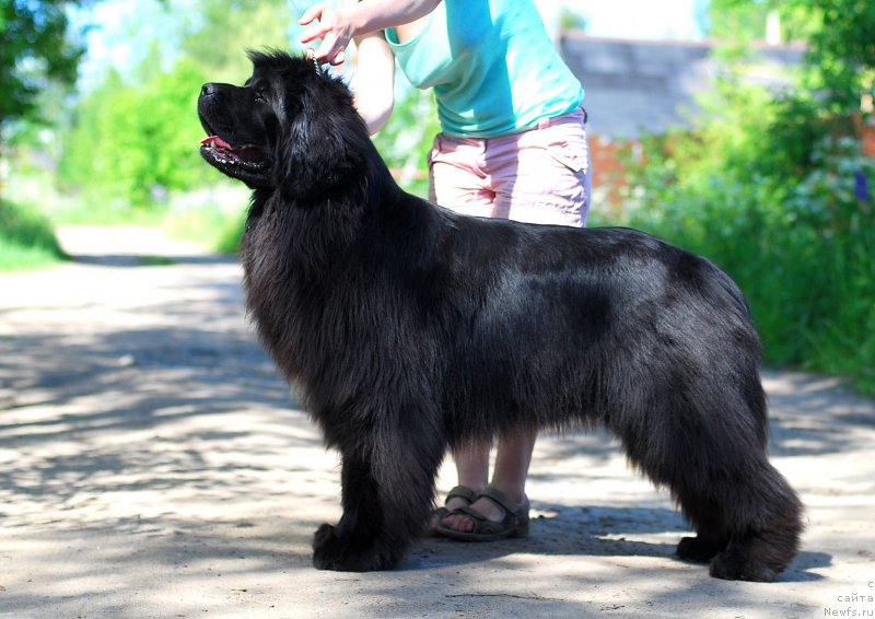 Фото: ньюфаундленд Fluffy Avalanch Yabba-Dabba-Doo (Флюфи Аваланч Ябба-Дабба-Доо)