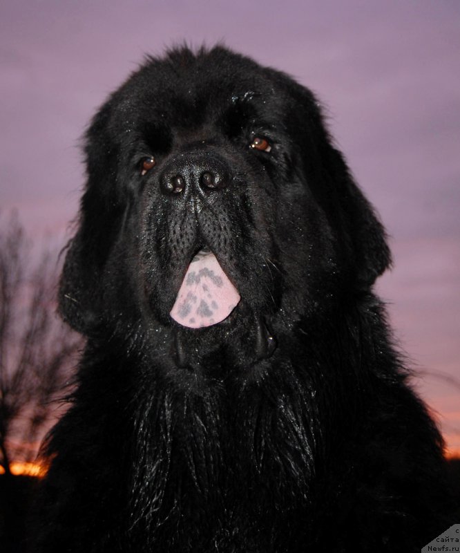Фото: ньюфаундленд Chernaya Mafia Shot in the Dark (Черная Мафия Шот ин тхе Дарк)