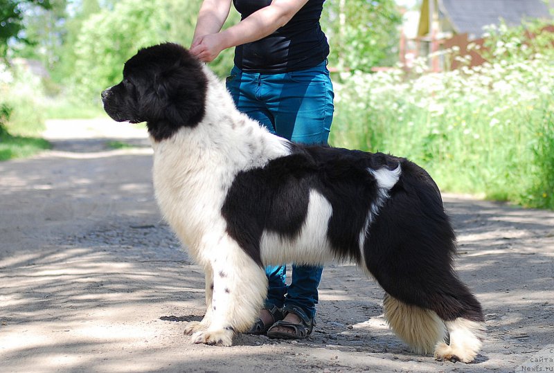 Фотография № 184478