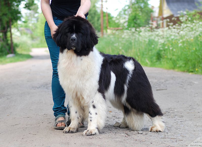 Фотография № 184479