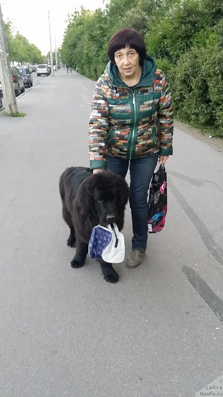 Фото: ньюфаундленд Lankaster (Ланкастер), Татьяна Ярыгина