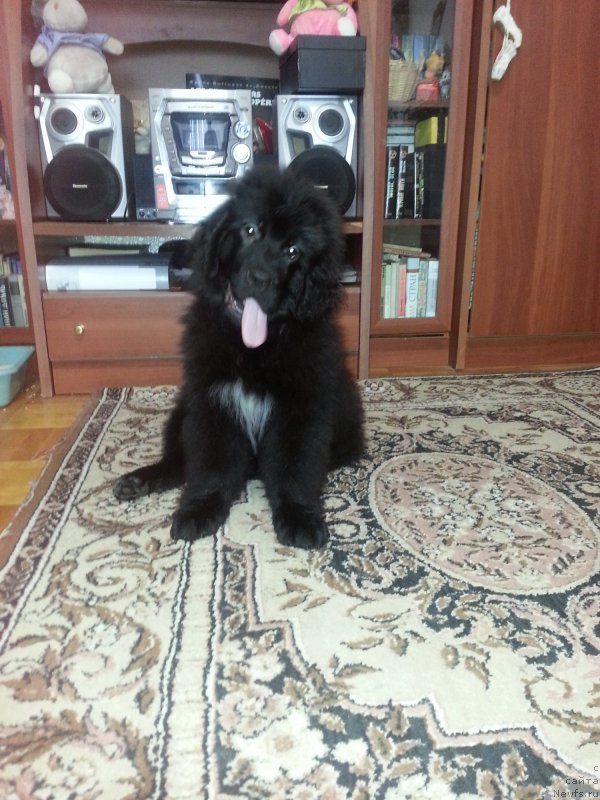 Фото: ньюфаундленд Kiper Soul Simba (Кипер Соул Симба)