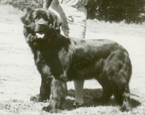 Фото: ньюфаундленд Ay Senta Gles Bey (Ай Сента Глес Бей)