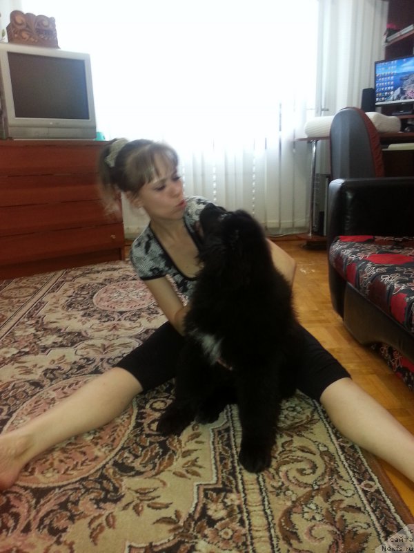 Фото: ньюфаундленд Kiper Soul Simba (Кипер Соул Симба)