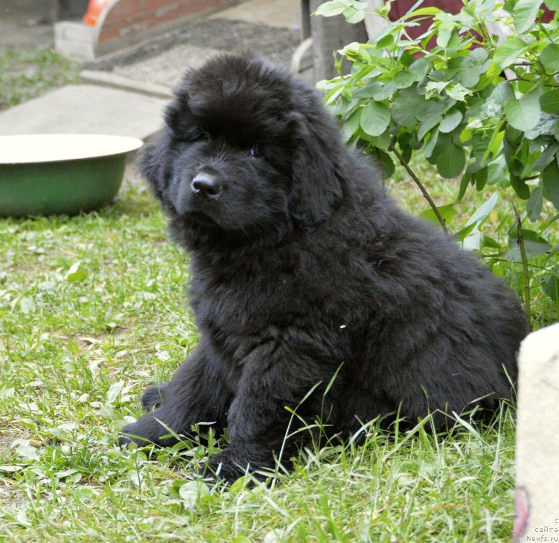 Фото: ньюфаундленд Smigar YUliks Solnechnyiy (Смигар Юликс Солнечный), 2 месяца