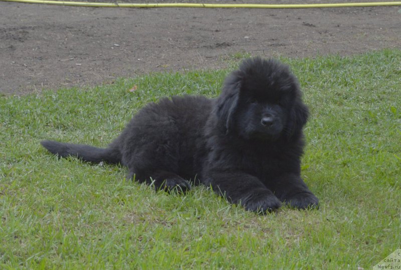 Фото: ньюфаундленд Smigar Yungfrau Yuliana (Смигар Юнгфрау Юлиана)