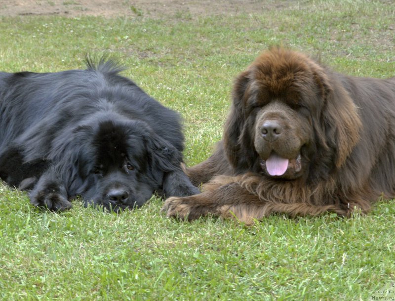 Фото: ньюфаундленд Aquatoriya Kelvin Kadril (Акватория Келвин Кадриль), ньюфаундленд I Follow The Sun de L'Etoile de Cyrice, наблюдают за детками