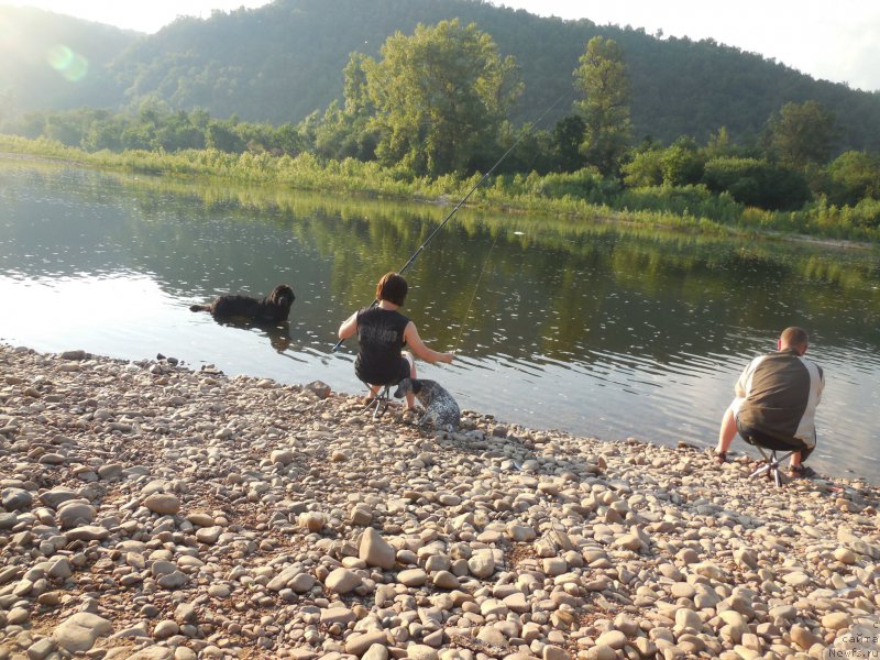 Фото: ньюфаундленд Kiper Soul Layon Hyeert (Кипер Соул Лайон Хэерт)