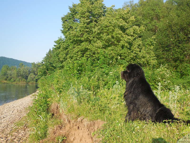 Фото: ньюфаундленд Kiper Soul Layon Hyeert (Кипер Соул Лайон Хэерт)