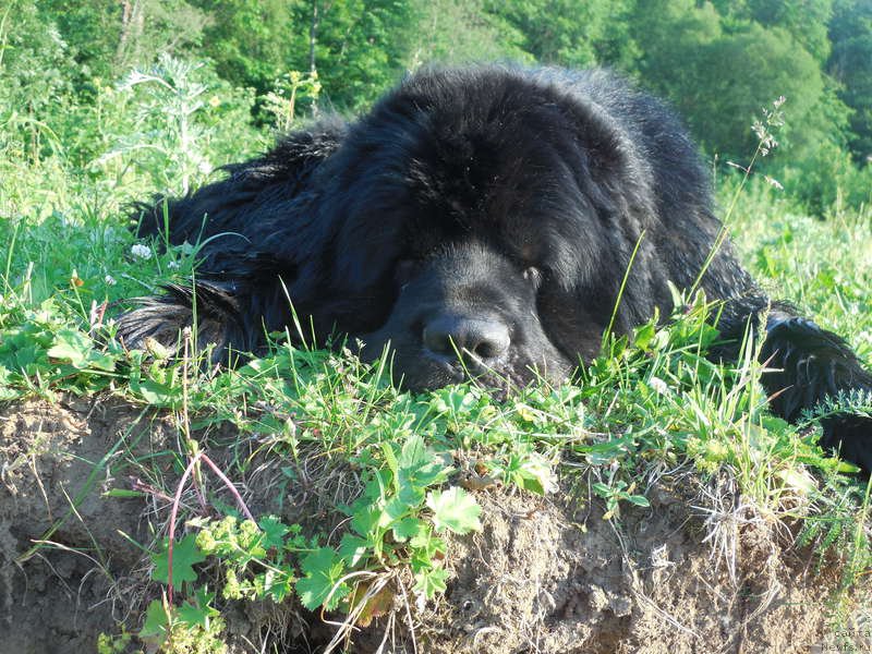 Фото: ньюфаундленд Kiper Soul Layon Hyeert (Кипер Соул Лайон Хэерт)