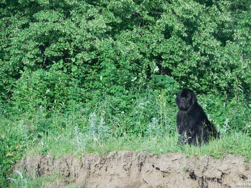 Фото: ньюфаундленд Kiper Soul Layon Hyeert (Кипер Соул Лайон Хэерт)