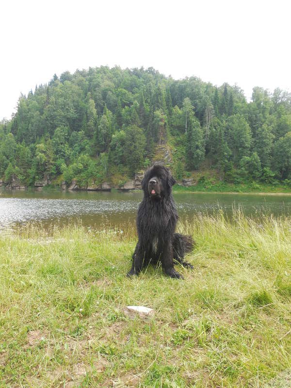 Фото: ньюфаундленд Kiper Soul Layon Hyeert (Кипер Соул Лайон Хэерт)