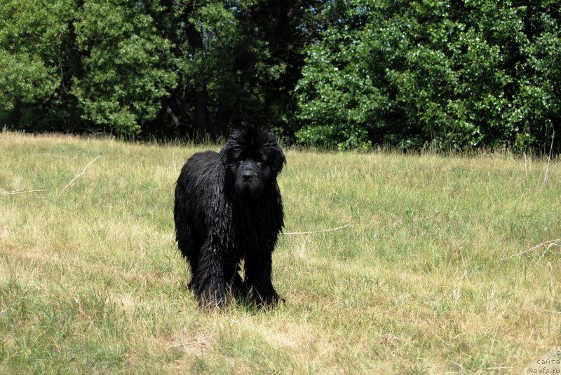Фото: ньюфаундленд Harrieta Embodiment of a Great Pretender (Хариетта Ембодимент оф а Греат Претендер)