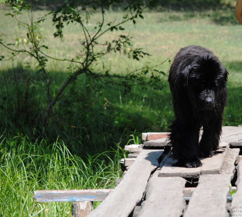 Фото: ньюфаундленд Harrieta Embodiment of a Great Pretender (Хариетта Ембодимент оф а Греат Претендер)
