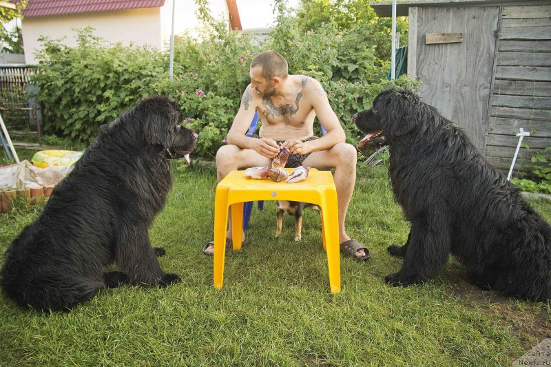 Фото: ньюфаундленд CHernyiy Balu Dobryinya (Черный Балу Добрыня), Andrey Volkov (Андрей Волков), ньюфаундленд L'vinoe Serdce (Львиное Сердце)