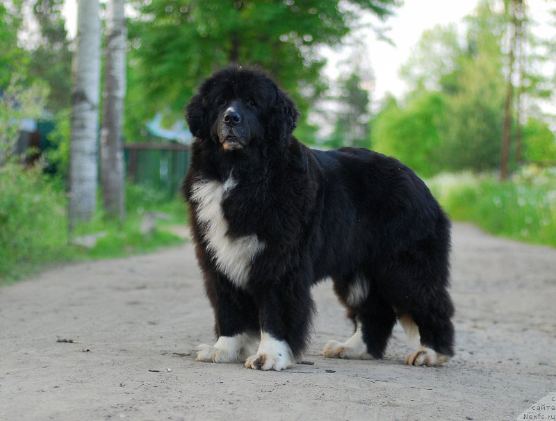 Фото: ньюфаундленд Mag Ispolin Lavina (Маг Исполин Лавина)