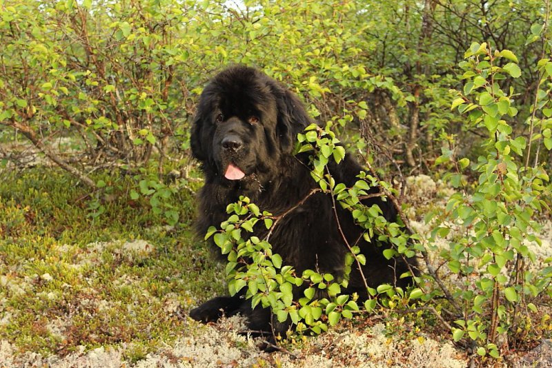 Фотография № 184564