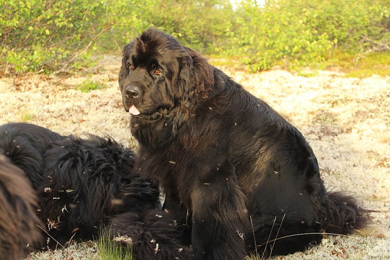 Фотография № 184565