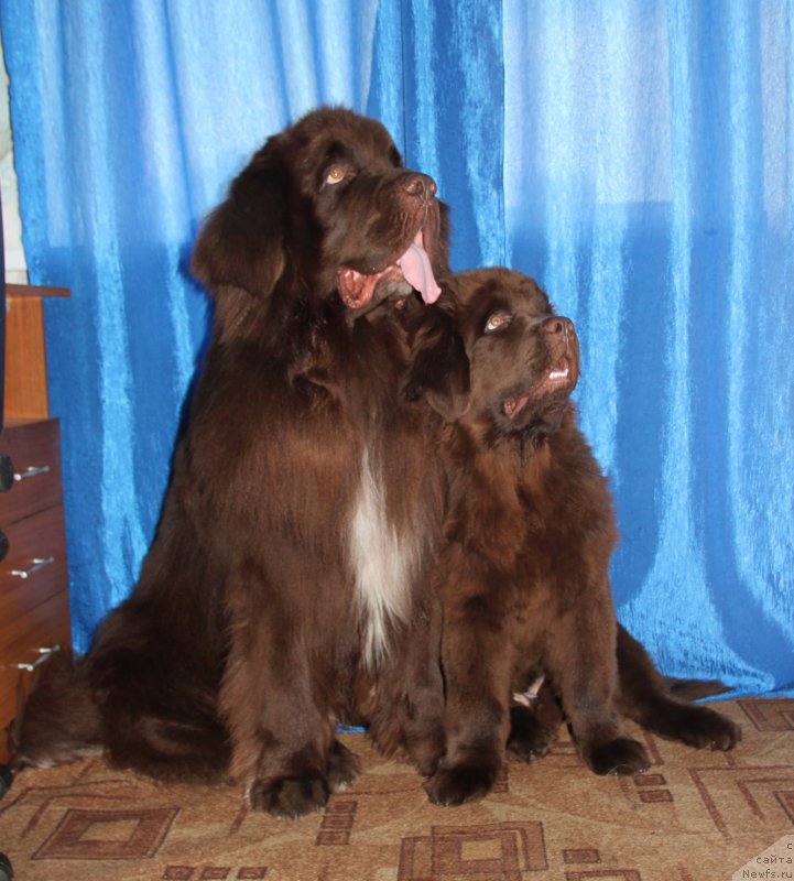 Фото: ньюфаундленд Obush SHed YAntarnyiy Poceluy (Обуш Шед Янтарный Поцелуй), ньюфаундленд N'yufort Vashe Velichestvo Brabus (Ньюфорт Ваше Величество Брабус)