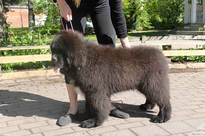 Фото: ньюфаундленд Piternyuf BMW (Питерньюф БМВ)