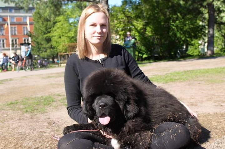 Фото: ньюфаундленд Piternyuf BMW (Питерньюф БМВ)