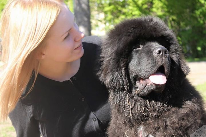 Фото: ньюфаундленд Piternyuf BMW (Питерньюф БМВ)