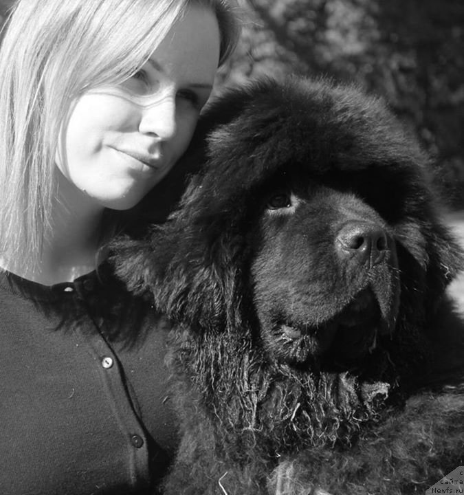 Фото: ньюфаундленд Piternyuf BMW (Питерньюф БМВ)